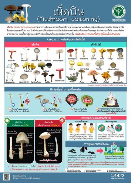 mushrooms wild mushrooms